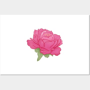 Peony Posters and Art